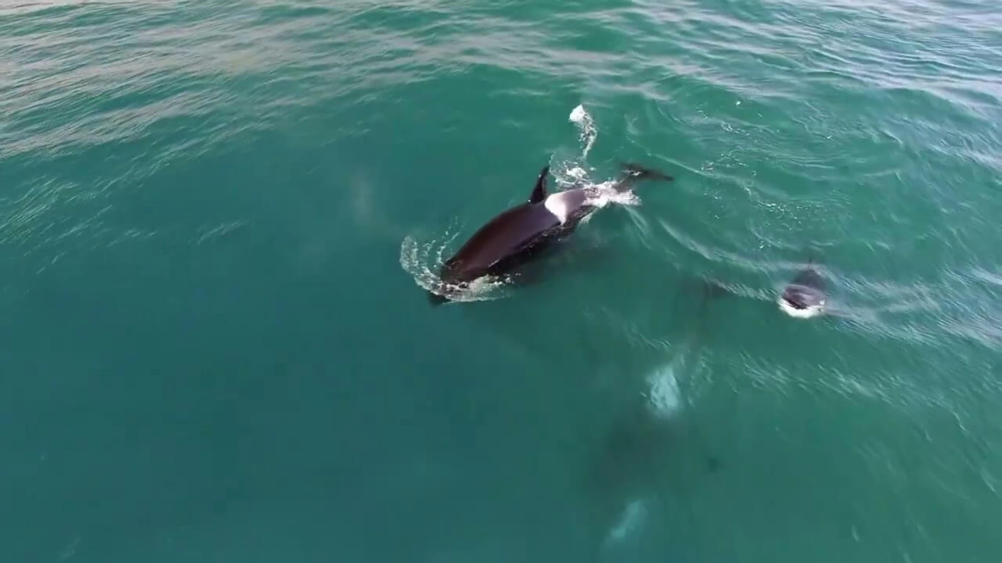 Orca pod swimming together in Puget Sound